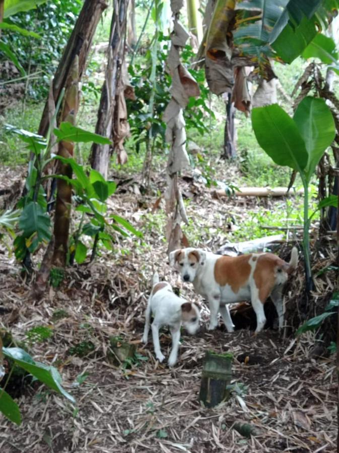 Alojamiento Rural Jardin Consentido Ngoại thất bức ảnh