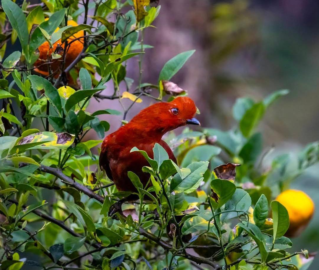 Alojamiento Rural Jardin Consentido Ngoại thất bức ảnh